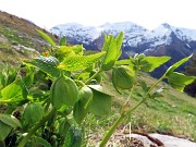 16 Helleborus viridis (Elleboro verde) con vista in Cimetto-Foppazzi-Grem)